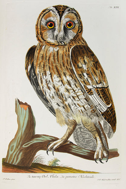 The first coloured illustrations of birds in a book which attempted to list and portray all of the British species, many of them life-size.