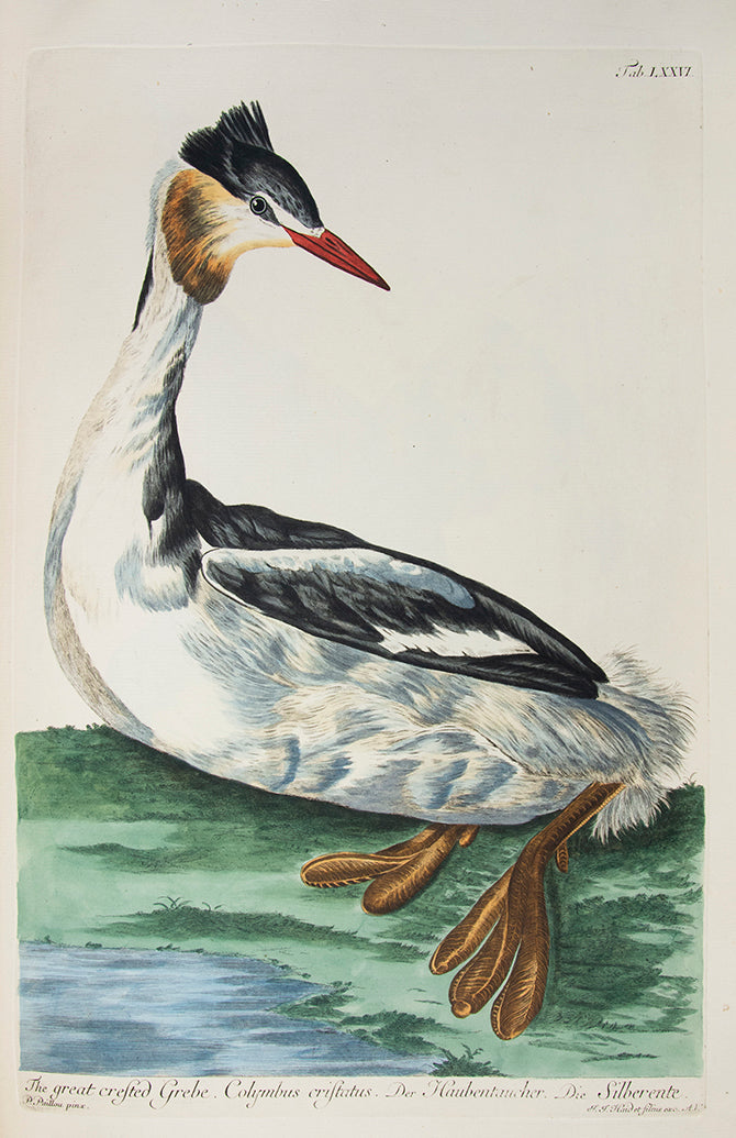 The first coloured illustrations of birds in a book which attempted to list and portray all of the British species, many of them life-size.