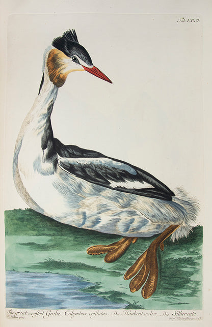 The first coloured illustrations of birds in a book which attempted to list and portray all of the British species, many of them life-size.