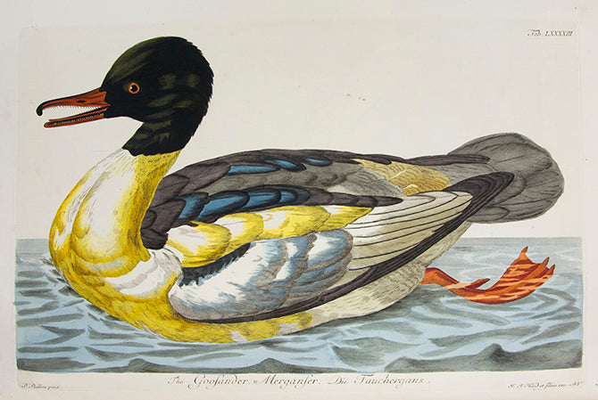 The first coloured illustrations of birds in a book which attempted to list and portray all of the British species, many of them life-size.
