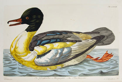 The first coloured illustrations of birds in a book which attempted to list and portray all of the British species, many of them life-size.
