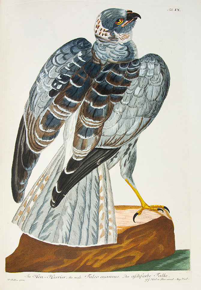 The first coloured illustrations of birds in a book which attempted to list and portray all of the British species, many of them life-size.