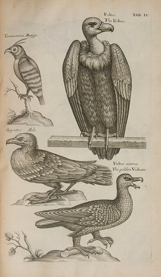 The first edition in English of The Ornithology of Francis Willughby; the most celebrated early English ornithology.
