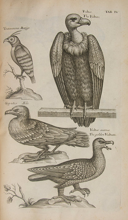 The first edition in English of The Ornithology of Francis Willughby; the most celebrated early English ornithology.