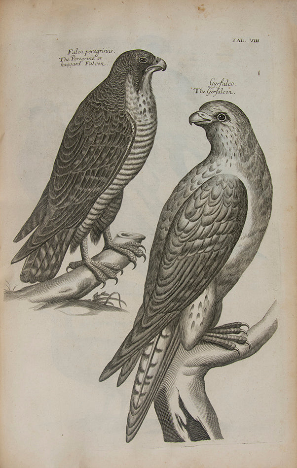 The first edition in English of The Ornithology of Francis Willughby; the most celebrated early English ornithology.