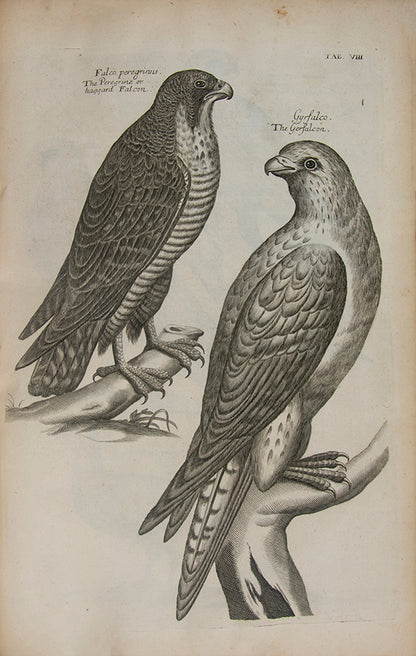 The first edition in English of The Ornithology of Francis Willughby; the most celebrated early English ornithology.