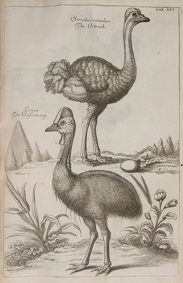 The first edition in English of The Ornithology of Francis Willughby; the most celebrated early English ornithology.