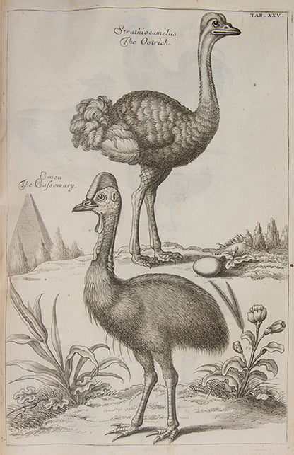 The first edition in English of The Ornithology of Francis Willughby; the most celebrated early English ornithology.