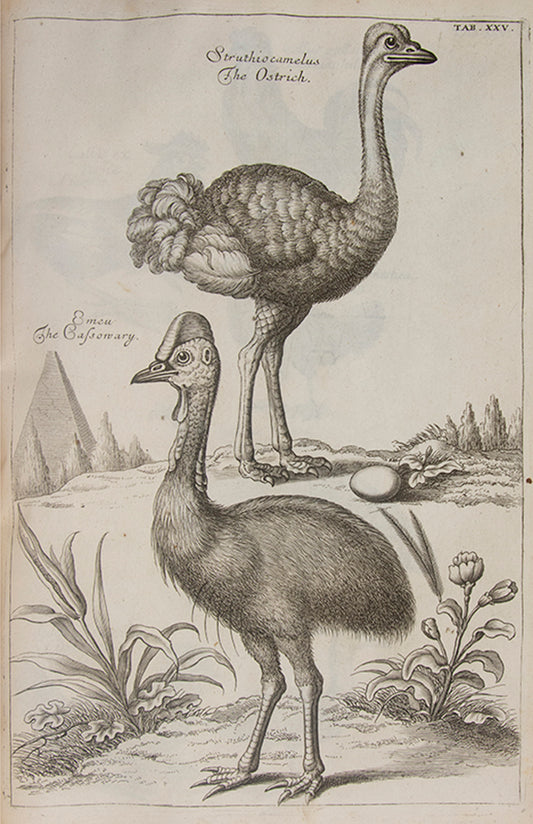 The first edition in English of The Ornithology of Francis Willughby; the most celebrated early English ornithology.
