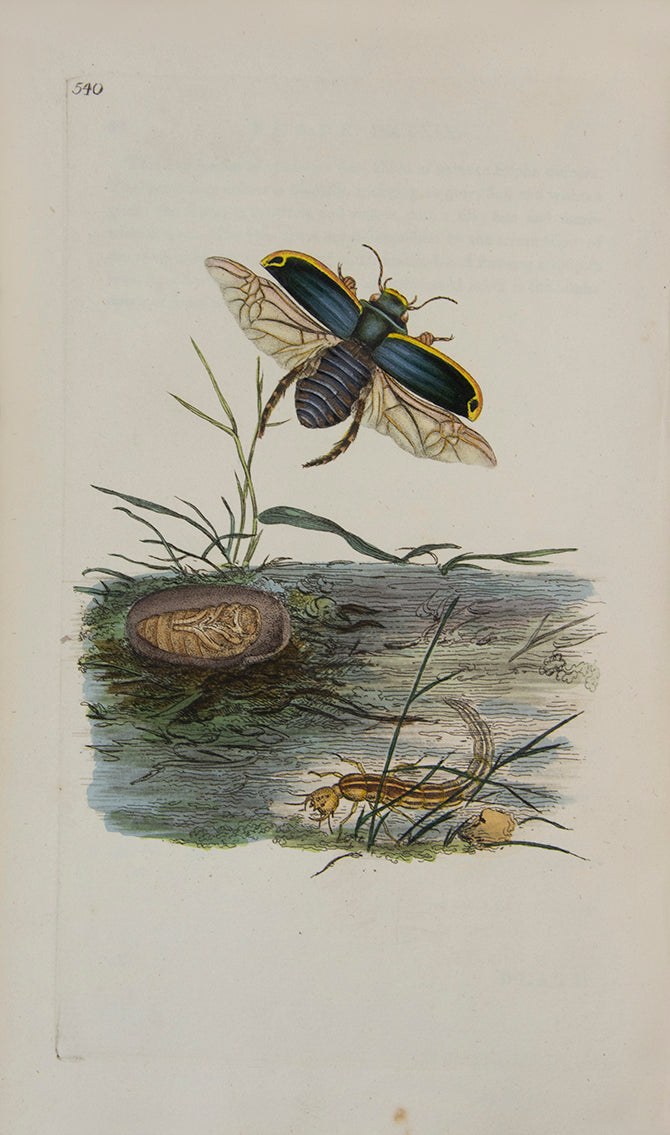 The Natural history of British Insects established Donovan's reputation. It contains high quality plates illustrating the life-cycles of the insects, 