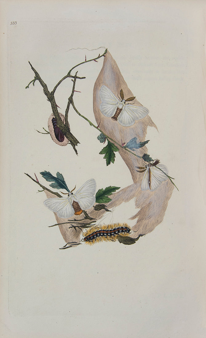 The Natural history of British Insects established Donovan's reputation. It contains high quality plates illustrating the life-cycles of the insects,