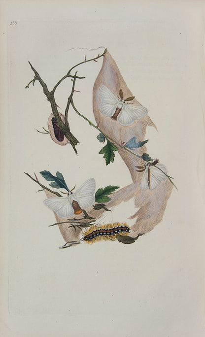 The Natural history of British Insects established Donovan's reputation. It contains high quality plates illustrating the life-cycles of the insects, 
