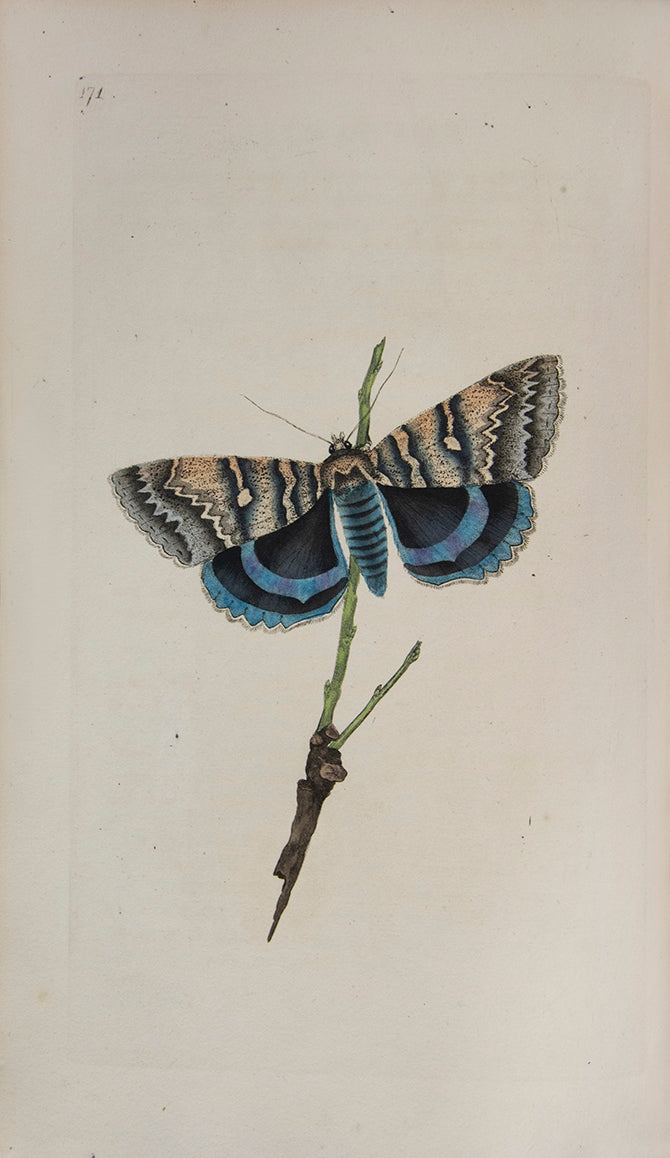 The Natural history of British Insects established Donovan's reputation. It contains high quality plates illustrating the life-cycles of the insects, 