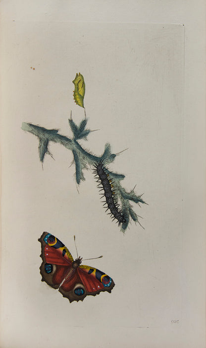 The Natural history of British Insects established Donovan's reputation. It contains high quality plates illustrating the life-cycles of the insects, 
