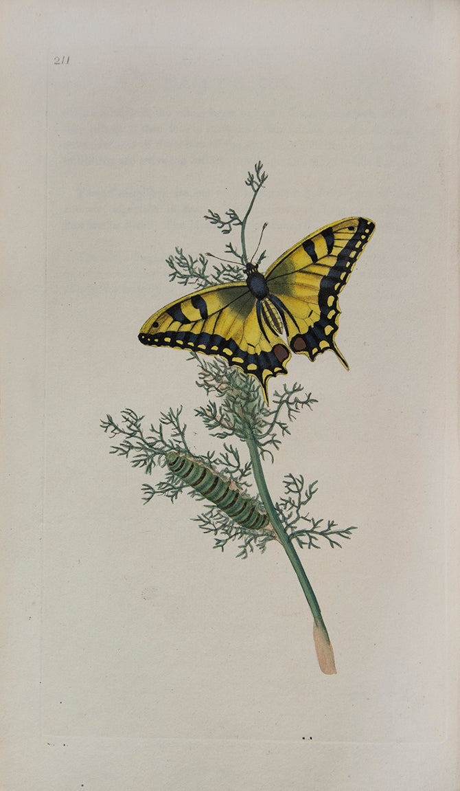 The Natural history of British Insects established Donovan's reputation. It contains high quality plates illustrating the life-cycles of the insects, 