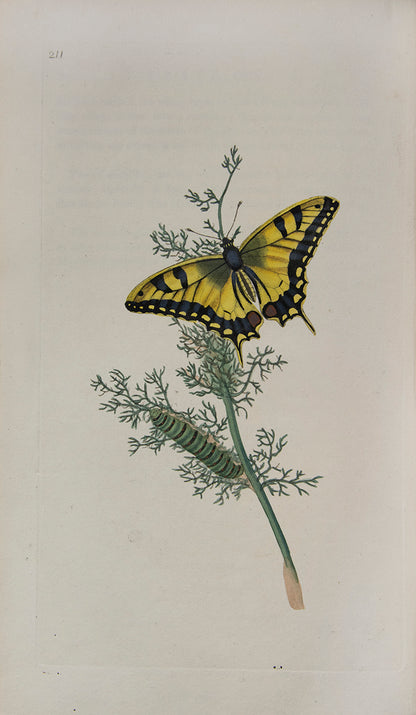 The Natural history of British Insects established Donovan's reputation. It contains high quality plates illustrating the life-cycles of the insects, 