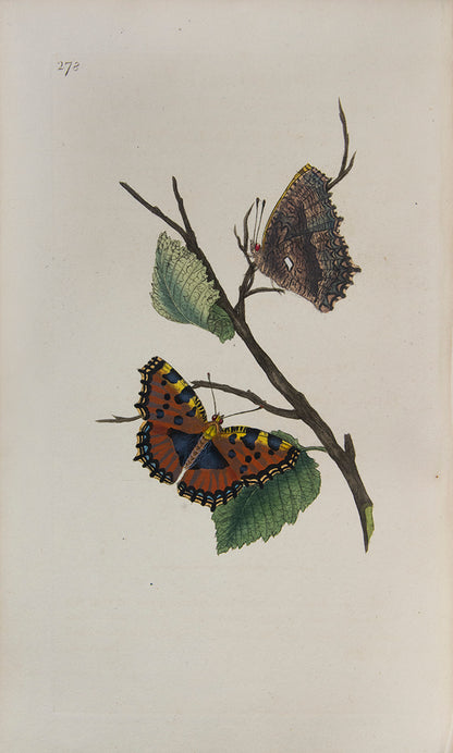 The Natural history of British Insects established Donovan's reputation. It contains high quality plates illustrating the life-cycles of the insects, 