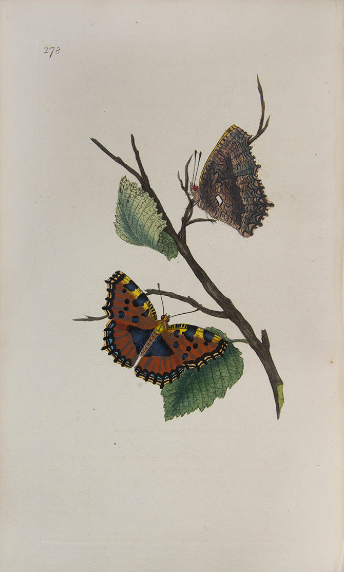 The Natural history of British Insects established Donovan's reputation. It contains high quality plates illustrating the life-cycles of the insects,