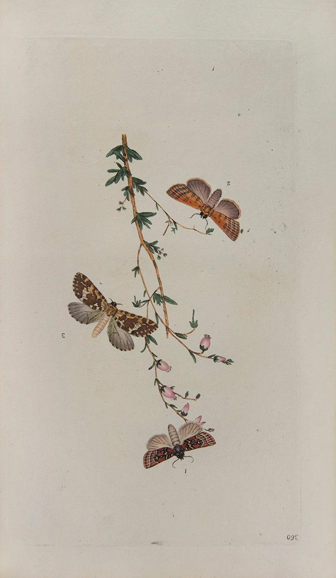 The Natural history of British Insects established Donovan's reputation. It contains high quality plates illustrating the life-cycles of the insects, 