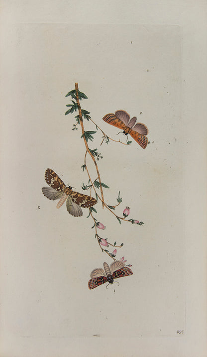 The Natural history of British Insects established Donovan's reputation. It contains high quality plates illustrating the life-cycles of the insects, 