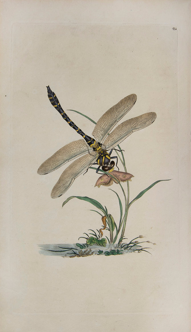 The Natural history of British Insects established Donovan's reputation. It contains high quality plates illustrating the life-cycles of the insects, 