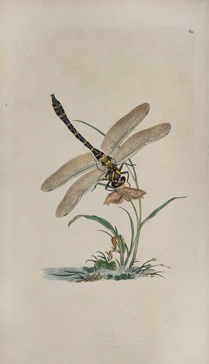 The Natural history of British Insects established Donovan's reputation. It contains high quality plates illustrating the life-cycles of the insects, 