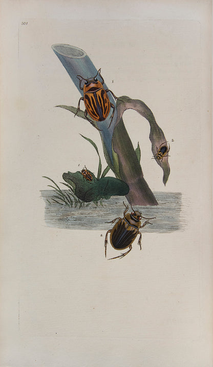 The Natural history of British Insects established Donovan's reputation. It contains high quality plates illustrating the life-cycles of the insects, 