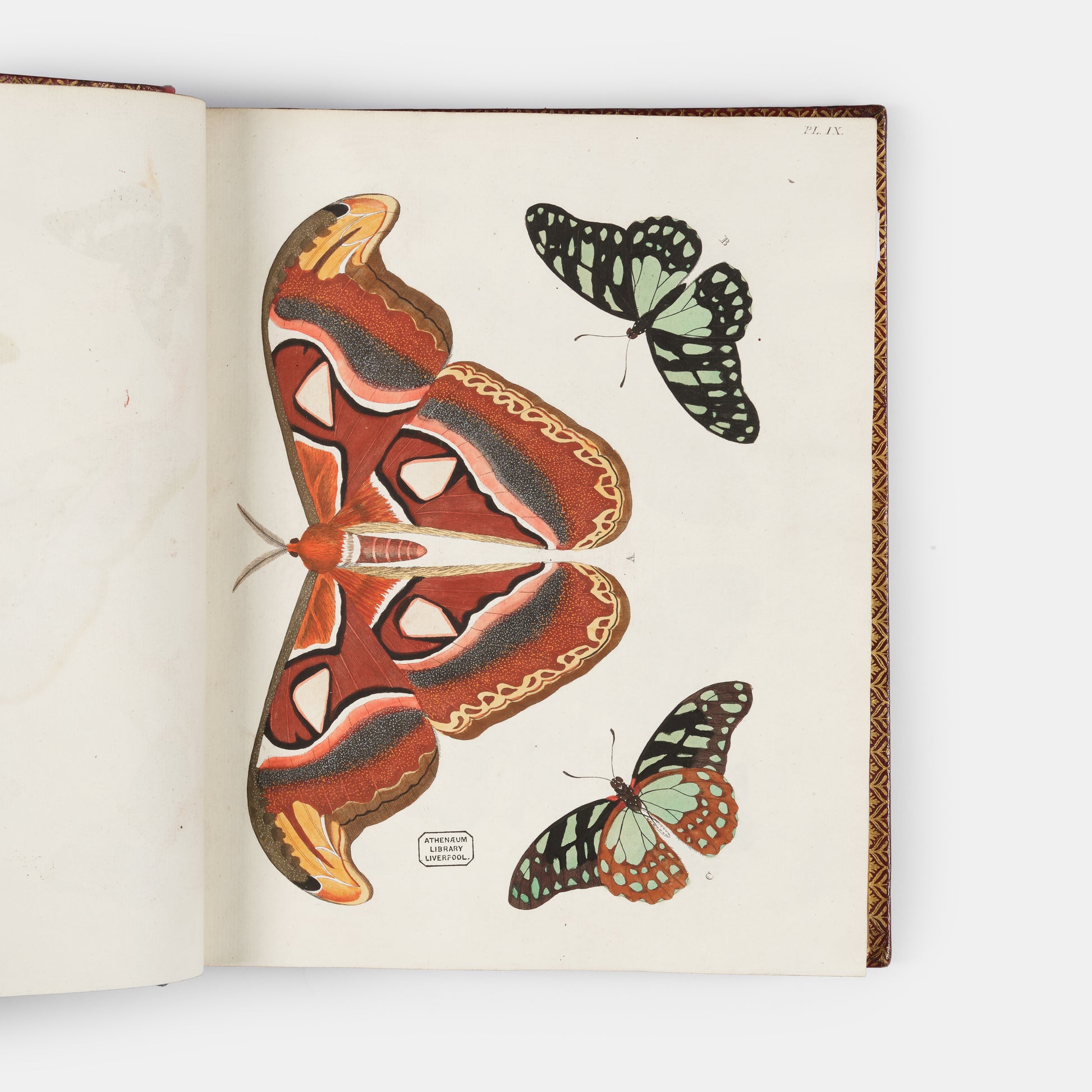 This important history of entomology, abundantly described and beautifully illustrated, is the first book on exotic butterflies using the Linnean system.