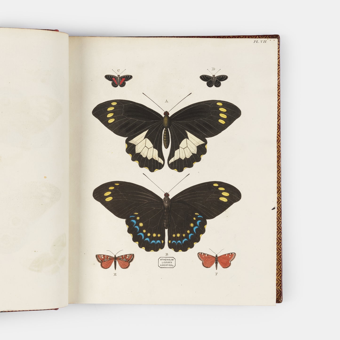 This important history of entomology, abundantly described and beautifully illustrated, is the first book on exotic butterflies using the Linnean system.