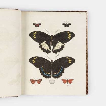 This important history of entomology, abundantly described and beautifully illustrated, is the first book on exotic butterflies using the Linnean system.