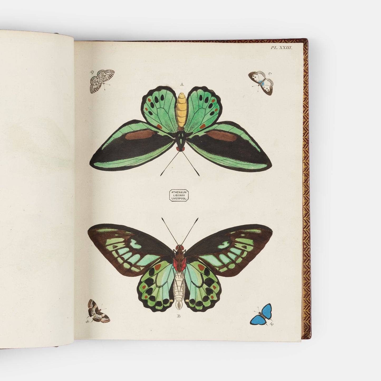 This important history of entomology, abundantly described and beautifully illustrated, is the first book on exotic butterflies using the Linnean system.