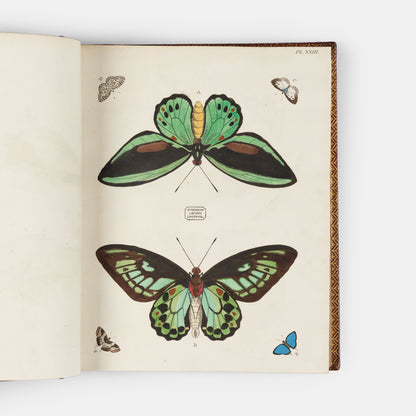 This important history of entomology, abundantly described and beautifully illustrated, is the first book on exotic butterflies using the Linnean system.