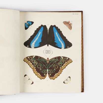This important history of entomology, abundantly described and beautifully illustrated, is the first book on exotic butterflies using the Linnean system.