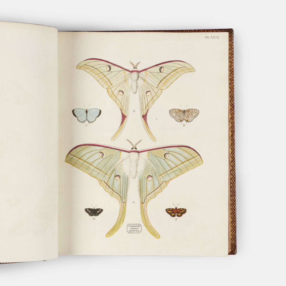 This important history of entomology, abundantly described and beautifully illustrated, is the first book on exotic butterflies using the Linnean system.