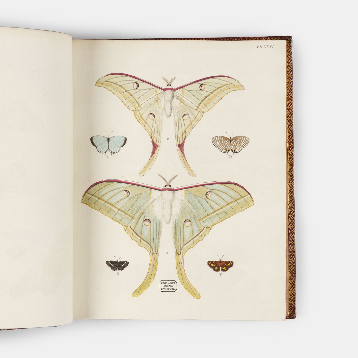 This important history of entomology, abundantly described and beautifully illustrated, is the first book on exotic butterflies using the Linnean system.