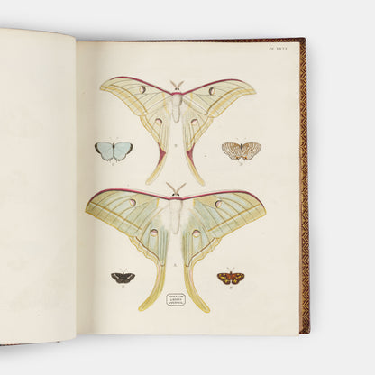 This important history of entomology, abundantly described and beautifully illustrated, is the first book on exotic butterflies using the Linnean system.