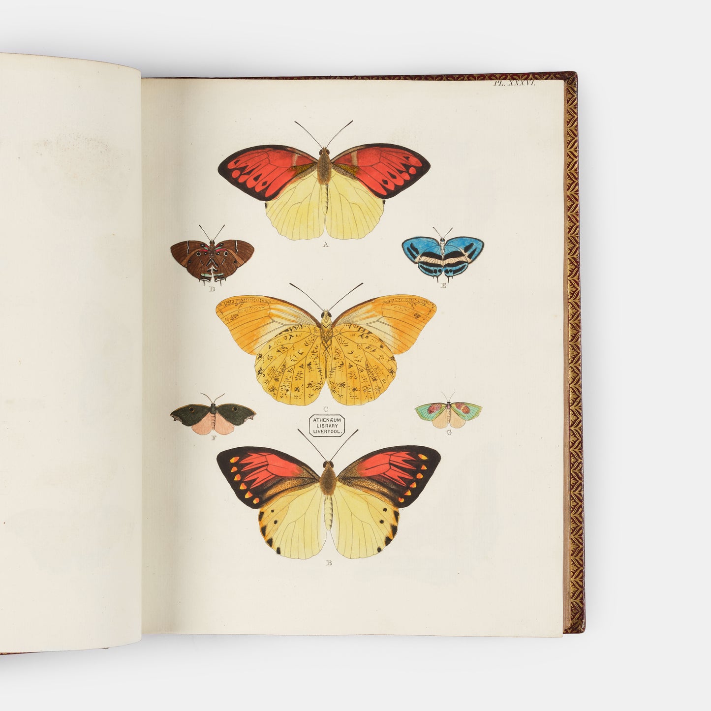 This important history of entomology, abundantly described and beautifully illustrated, is the first book on exotic butterflies using the Linnean system.