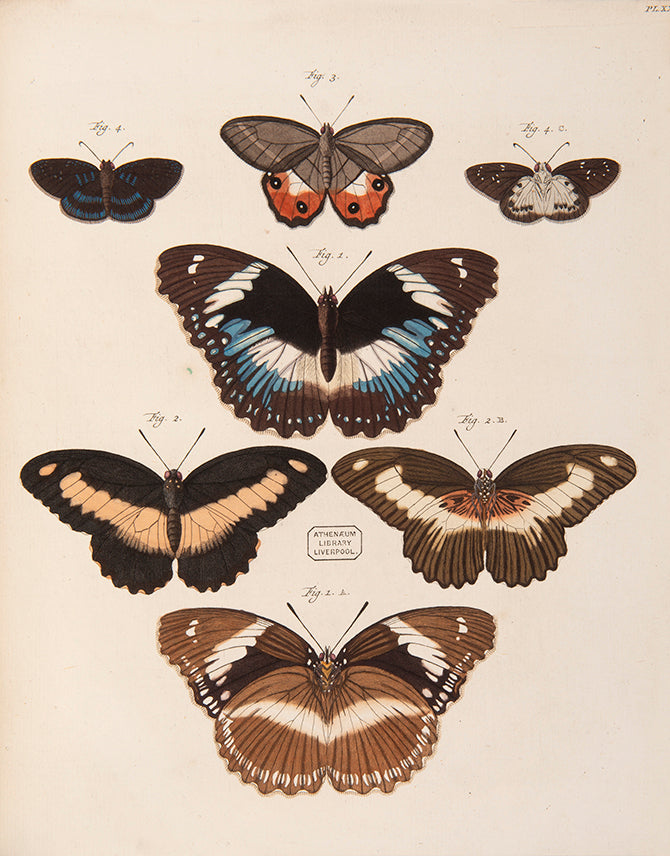 This important history of entomology, abundantly described and beautifully illustrated, is the first book on exotic butterflies using the Linnean system.