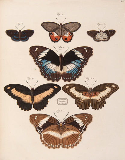 This important history of entomology, abundantly described and beautifully illustrated, is the first book on exotic butterflies using the Linnean system.