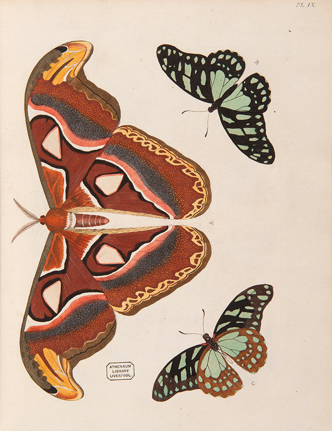 This important history of entomology, abundantly described and beautifully illustrated, is the first book on exotic butterflies using the Linnean system.