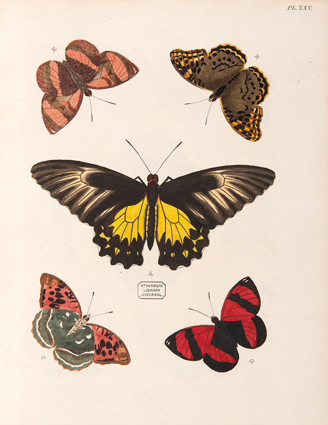 This important history of entomology, abundantly described and beautifully illustrated, is the first book on exotic butterflies using the Linnean system.