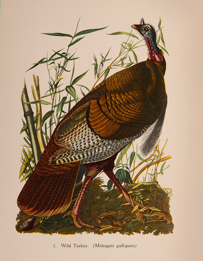 A delightful five-volume set of works from the Batsford Colour Books Series, each inscribed by Sacheverell Sitwell to his son Francis.