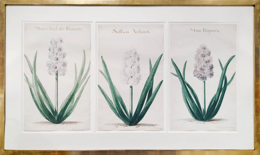 [A Group of Three Watercolours of Hyacinths].