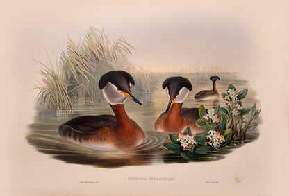 John Gould is widely considered the greatest and most ambitious of all Victorian ornithologists