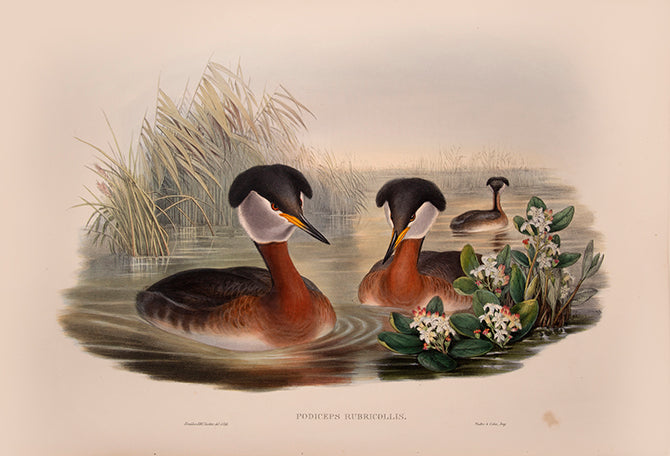 Podiceps Rubricollis [Red-necked Grebe].