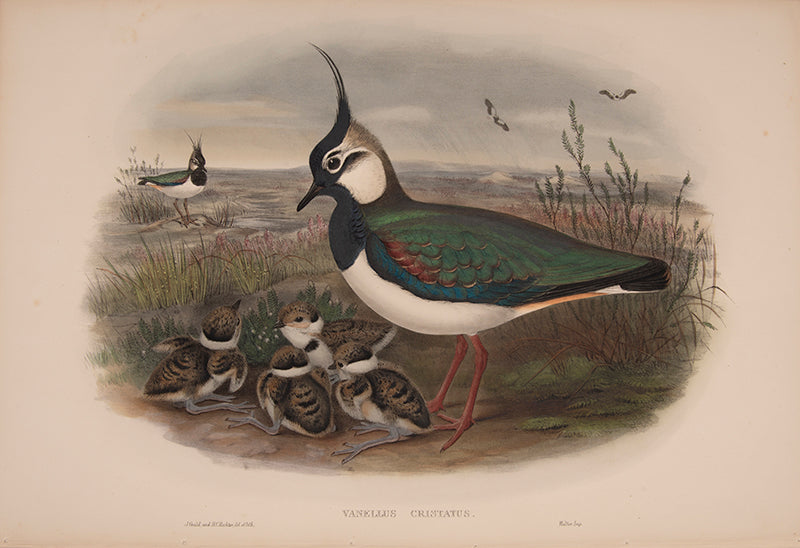 Vanellus Cristatus [Northern Lapwing].