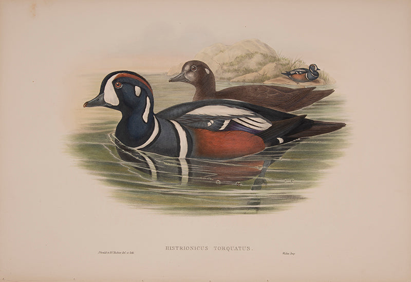 Histrionicus Torquatus [Harlequan Duck].