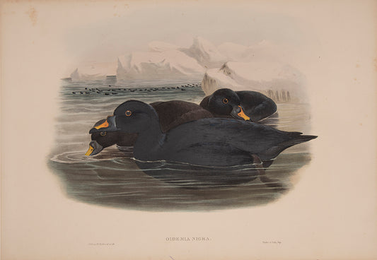 John Gould is widely considered the greatest and most ambitious of all Victorian ornithologists