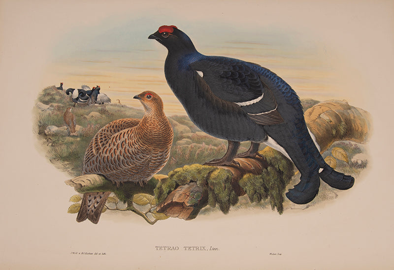 Tetrao Tetrix [Black Grouse].