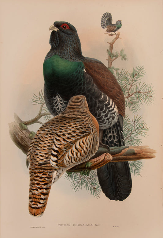 John Gould is widely considered the greatest and most ambitious of all Victorian ornithologists